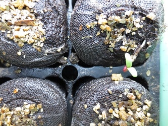 seeds planted in peat pots