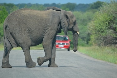 Elephant crossing the road in front of a vehicle