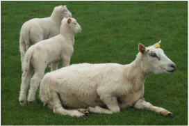 Sheep in a green pasture